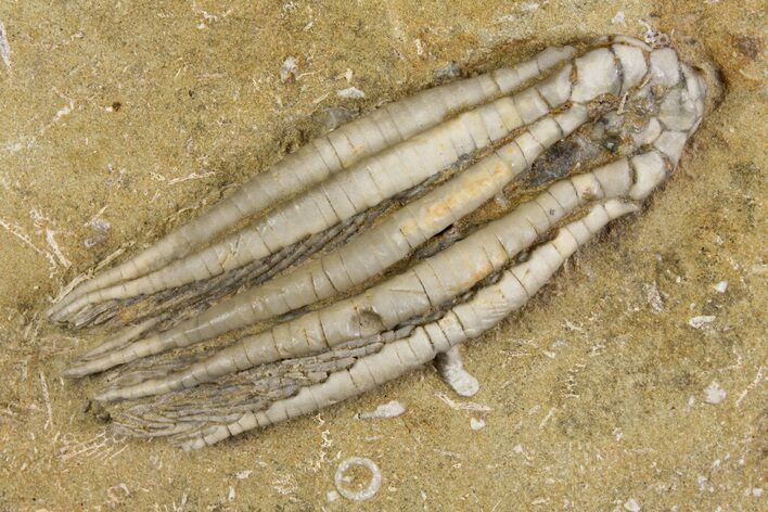 Fossil Crinoid (Scytalocrinus) - Crawfordsville, Indiana #157238